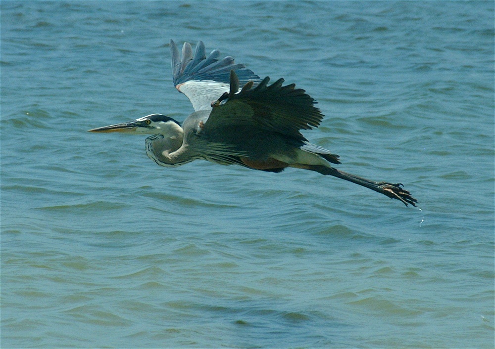 (08) Dscf5266 (great blue heron).jpg   (1000x706)   259 Kb                                    Click to display next picture